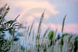 Imperata cylindricacogon grass with sunset sky in the background