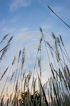 Imperata cylindricacogon grass with sunset sky in the background