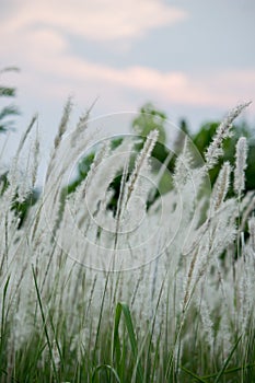 Imperata cylindricacogon grass with sunset sky in the background