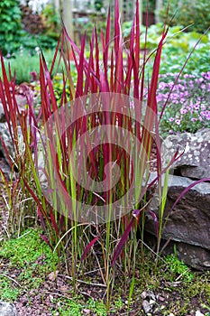 Imperata Rubra cylindrica Red Baron grass in the garden photo