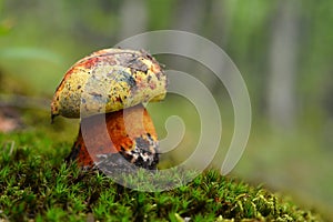 Imperator luteocupreus mushroom