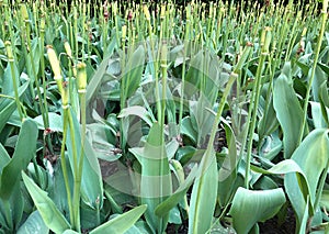 Imperfect flowers - tulips after blooming season