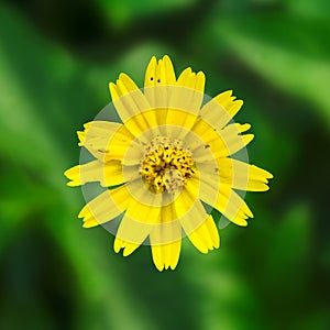 The imperfect Melampodium Divaricatum flower