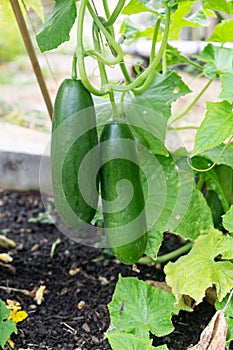 Imperfect ripe green cucumbers growing in garden bed - cultivar