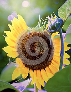Imperfect Sunflower with Bokeh Light