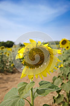 Imperfect sunflower in the garden