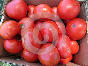Imperfect Tomatoes at a Discount Price