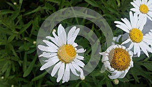 Imperfect white Daisies in sunshine from above with green foliage