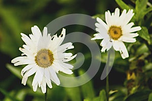 Imperfect wild daisies