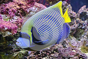 Imperial angel fish swims against background pink corals.