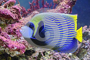 Imperial angel fish swims against background pink corals.