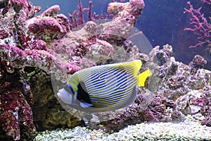 Imperial angel fish swims against background pink corals.