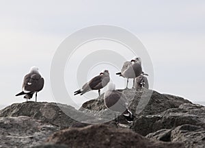 Imperial Beach Seagulls