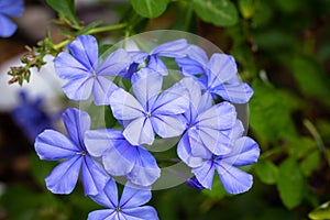 Imperial Blue Plumbago Flower
