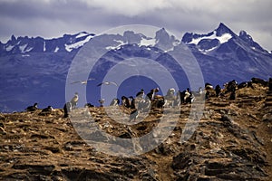 Imperial cormorant in one island of the Beagle Channel in front