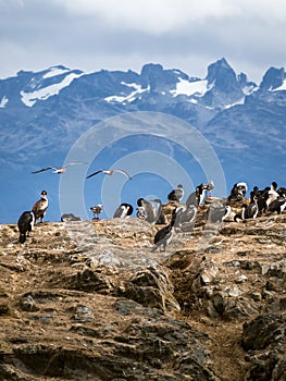 Imperial cormorant in one island of the Beagle Channel in front Ushuaia