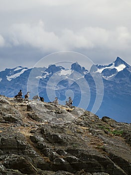 Imperial cormorant in one island of the Beagle Channel in front Ushuaia