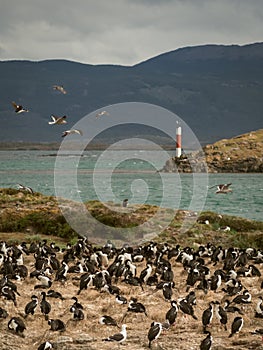 Imperial cormorant in one island of the Beagle Channel in front Ushuaia