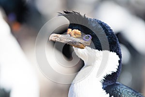 Imperial Cormorant portrait.