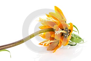 Imperial Crown (Fritillaria Imperialis) isolated on white background