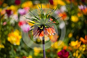 Imperial crown, Fritillaria imperialis in the middle of tulips