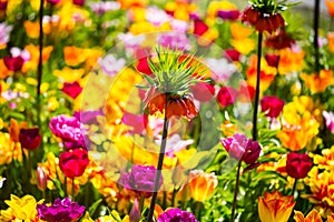 Imperial crown, Fritillaria imperialis in the middle of tulips