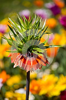 Imperial crown, Fritillaria imperialis in the middle of tulips