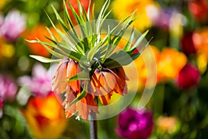 Imperial crown, Fritillaria imperialis in the middle of tulips