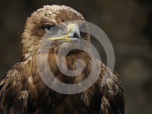 Imperial Eagle (Aquila heliaca) photo
