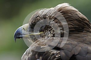 Imperial Eagle (Aquila heliaca)