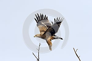 Imperial eagle, Aquila heliaca, Keoladeo National Park, Bharatpur, Rajasthan, India
