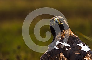 An Imperial eagle / an eastern Imperial eagle