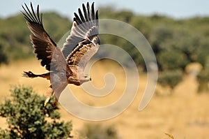 imperial eagle flying young photo
