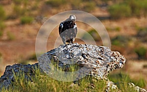 Águila 