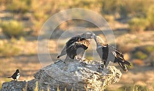 Imperial eagle in the mountain range of Abule. Spain