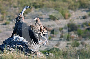 Imperial eagle in the mountain range of Abule. Spain