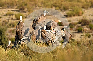 imperial eagle in the mountain range of Abule. Spain