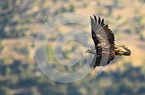 Imperial eagle over flies its territory photo