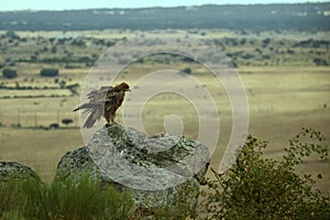 Imperial eagle poses on a rock