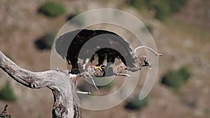 imperial eagles feeding on a tree