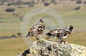 Imperial eagles on the rock with their prey