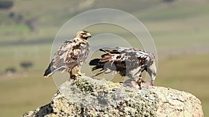 Imperial eagles on the rock with their prey