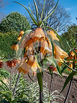 The imperial fritillary or Kaiser\'s crown (Fritillaria imperialis) \'Early dream\'