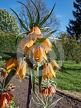 The imperial fritillary or Kaiser\'s crown (Fritillaria imperialis) \'Early dream\' flowering with orange