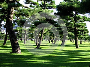 Imperial Garden Tokyo photo