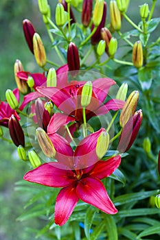 Imperial lily (Lilium bulbiferum)