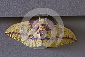 Imperial Moth