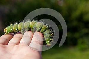 Imperial Moth caterpillar on a branch