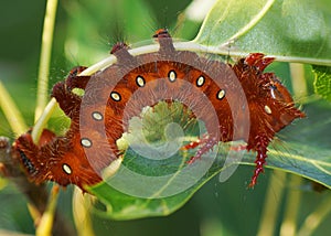Imperial Moth caterpillar - Orange cinnamon phase