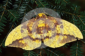 Imperial Moth (Eacles imperialis)